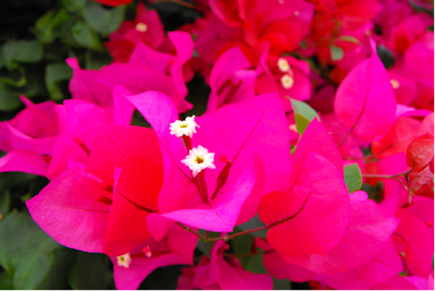 floareGrecia prietenie floare pentru suflet