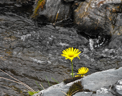 Fagaras. Floare galbena pe rau