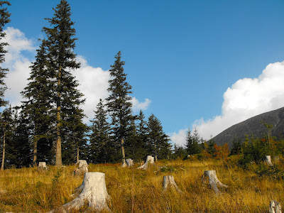 Fagaras. Padurea. Copacii