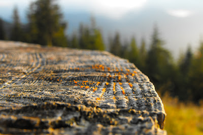 Fagaras. Padurea. Copacii