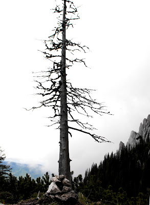 copacul si momaia de piatra