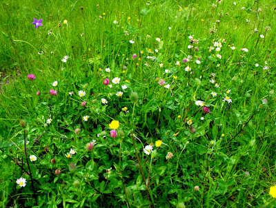 cele mai frumoase flori: flori de munte, flori de camp...