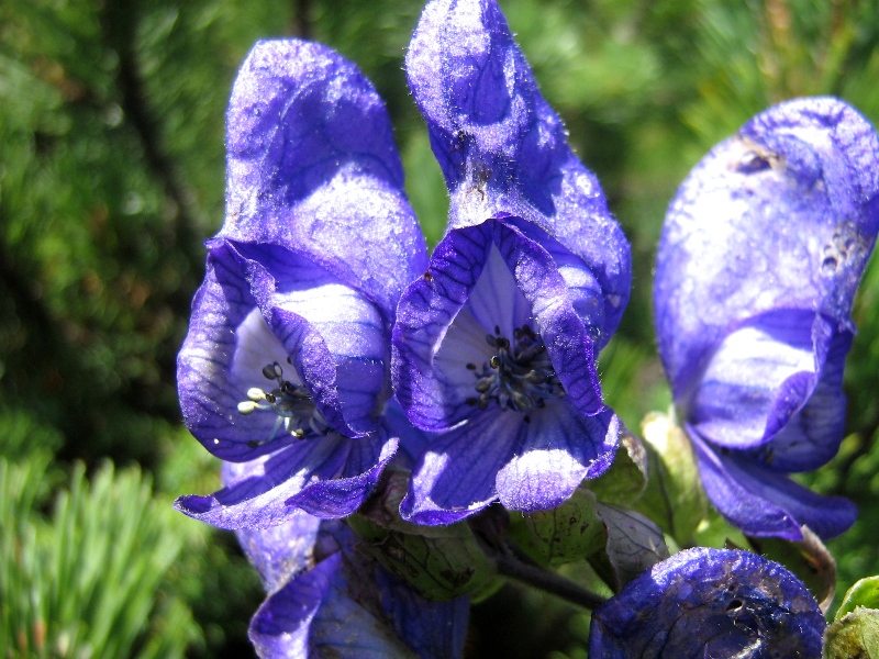 flori violete de munte - flori de omag