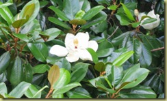 MagnoliaSample