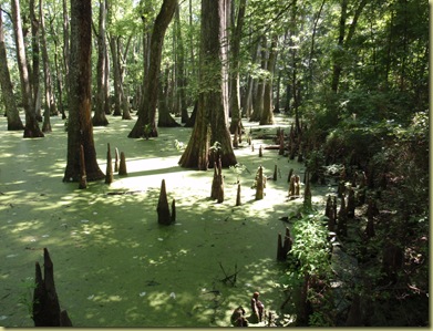 BaldCypressSwamp