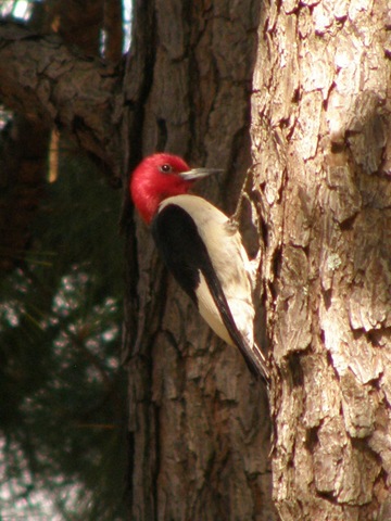 [RedheadedWoodpecker[2].jpg]