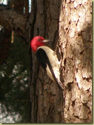 RedheadedWoodpecker