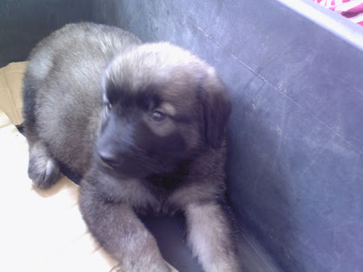 Qeni+i+sharrit+vs+pitbull