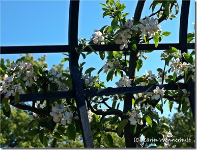 ÄppelblomportalnärbildSofiero1