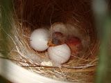 Just Born