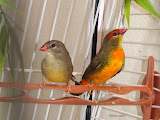 pair of Goldbreasted Waxbills