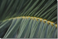 Fern_by_aalex04[4]