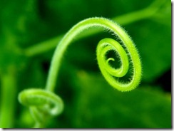 Spiral_by_fiЯas