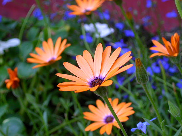 Consider Beauty