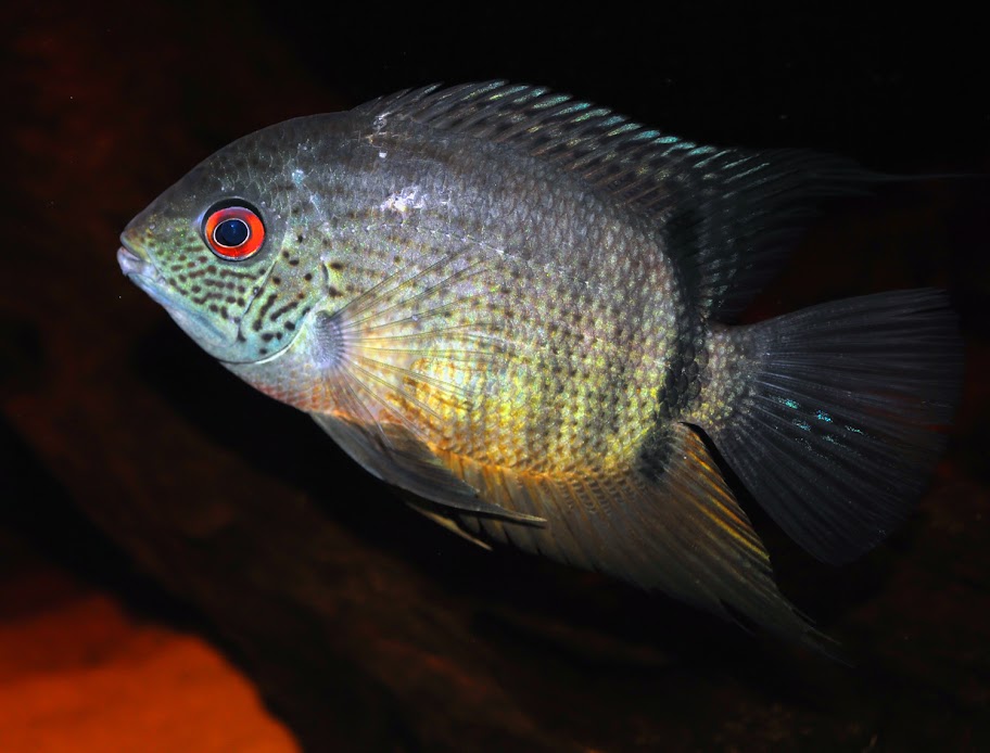 CichlidForum • New severum and blue acara!