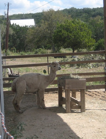 [alpaca-1[3].jpg]