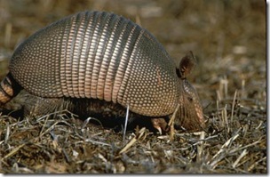 Armadillo