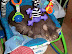 Baby Figero 2.JPG