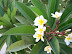 Indian Jasmine, so fragrant and just one of the many beautiful trees and shrubs that adorn the streets in the residential sections