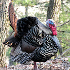 5.19.2010 - Mating Season - the mountain sees some serious turkey mating in the spring time!  Above is one of the males tryin to win his girly :)