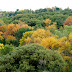 Early Fall Colors in MN