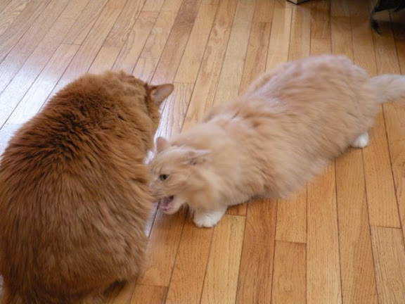 Kitai summons the use of his inner ninja snake.