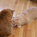 Kitai summons the use of his inner ninja snake.