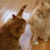 Kitai Bitch Slaps MEw