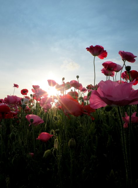 6.15.2009 - Coming home from Charlotte we drove 45 minutes past our exit, but I got a beautiful shot of these poppies while we were turning around.