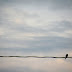 tweet this, that's one purty birdie silouhette