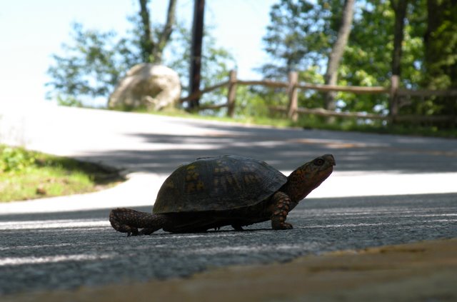 Why did the turtle cross the road?  So Kiesha could take his picture and safely help him to the other side :)