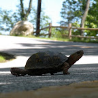 Why did the turtle cross the road?  So Kiesha could take his picture and safely help him to the other side :)