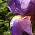 New Photos_2833.JPG