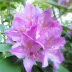 New Photos_2773.JPG