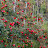 2009 LOTS of Honeycrisp