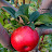 2009 Honeycrisp