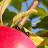 2008 - Honeycrisp, the real deal ... they taste nothing like the ones you buy in the grocery store.
