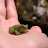 2008 This is the one I thought was a wooden toy on the shelf, nope he's a real frog! Could he be any cuter!