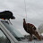 Orchard_2008_988.JPG