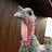 2008 This turkey pecked my camera lens right after I took this picture