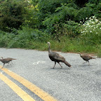 the little ones cross so quickly like little road runners.