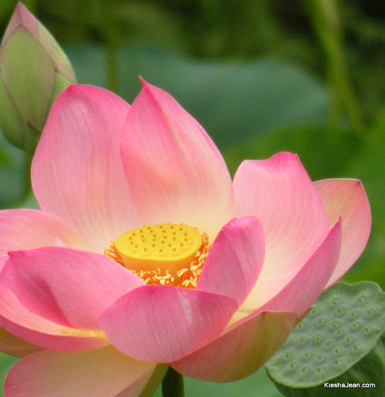 lotus-close-up.jpg