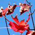 DSCN2393.JPG