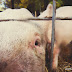 I can get a little to close sometimes, that's snout mud on my lens