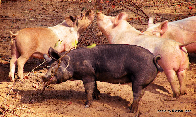 the swine ballet