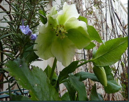 1st Spring flowers - 2010 015