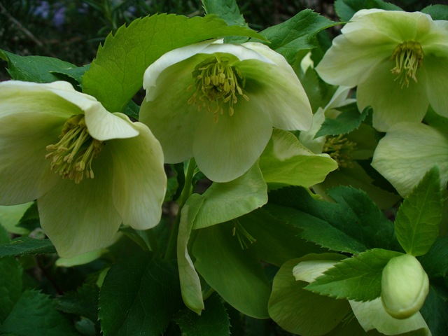 [Spring walk in garden 003[4].jpg]