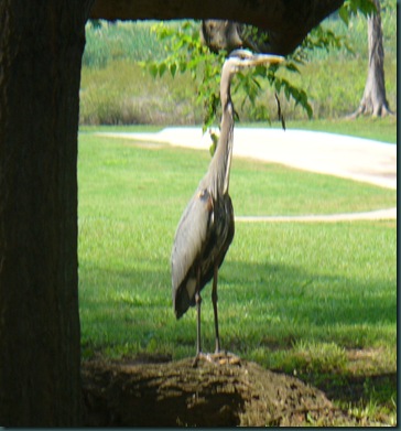 Amerryllis-fishing-trail animals 033