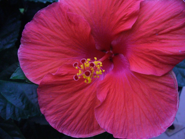 [Late summer flowers 2009 026[7].jpg]