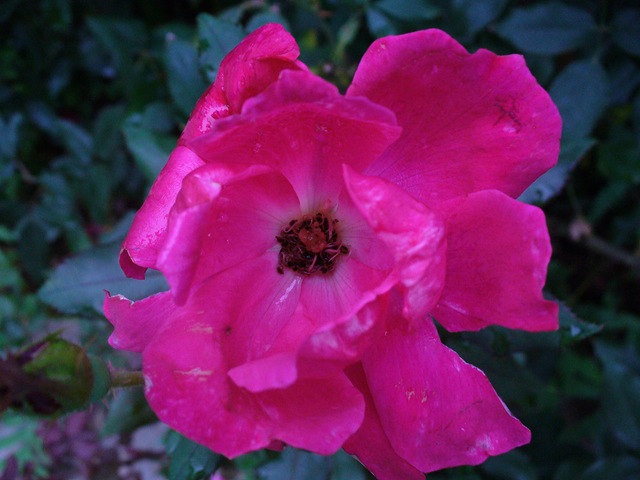 [Very last walk in garden 2009 012[4].jpg]